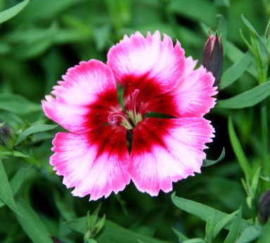 nellika.dianthus_21.jpg