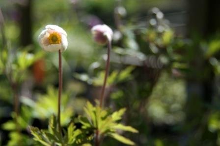 Anemone.sylvestris.rjodursnotra 1