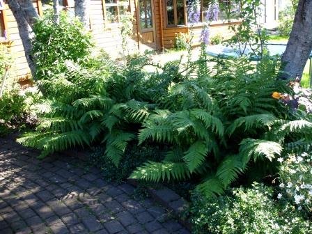 Dryopteris.filix.mas.storiburkni