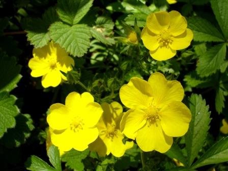 Potentilla.argyrophylla.silkimura 1