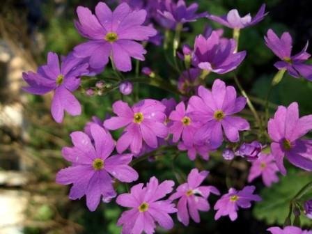 Primula.cortusoides.Primadiente.sjafnarlykill