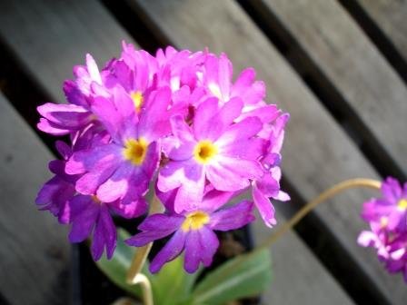 Primula.denticulata.kululykill 11