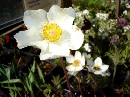 anemone.sylvestris.rjodursnotra