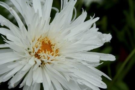 aster.alpinus.fjallastjarna 3
