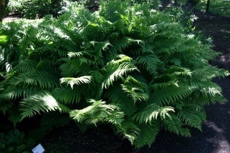 dryopteris.filix.mas.storiburkni.6