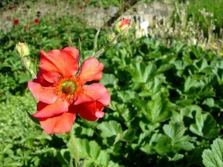 geum.coccineum.skarlatsfifill.rodadaela 1