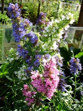 hyssopus.officinalis.isopur