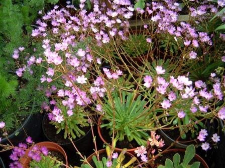 lewisia.columbiana.geislabladka