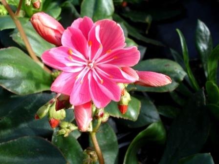 lewisia.cotyledon.hybrids.stjornubladka 20