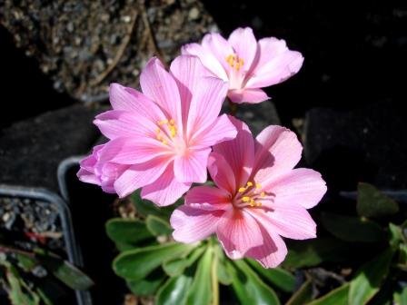 lewisia.cotyledon.hybrids.stjornubladka 21
