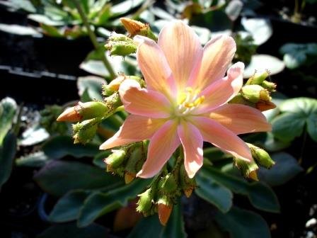lewisia.cotyledon.hybrids.stjornubladka 25