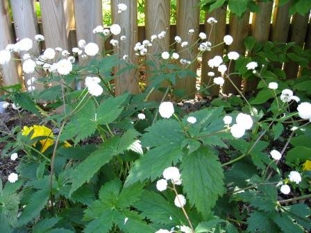 ranunculus.aconitifolius.silfursoley 3