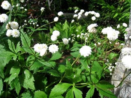 ranunculus.aconitifolius.silfursoley 4