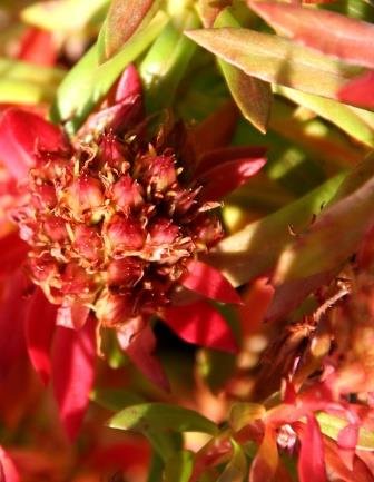 rhodiola.rhodanta.kronuhnodri 2