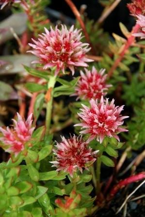 rhodiola.rhodantha.kronuhnodri