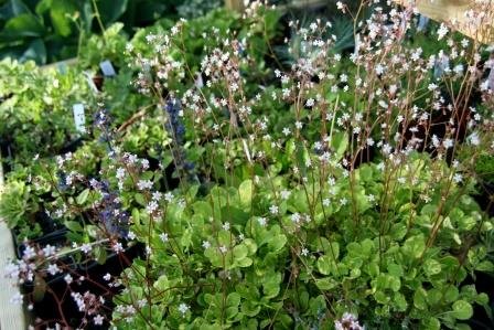 saxifraga.x.urbium.postulinsblom 2