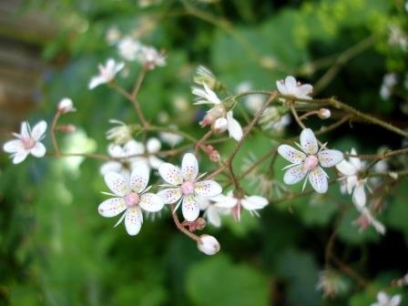 saxifraga.x.urbium.postulinsblom 3