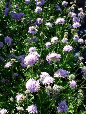 scabiosa.lucida.rosakarfa
