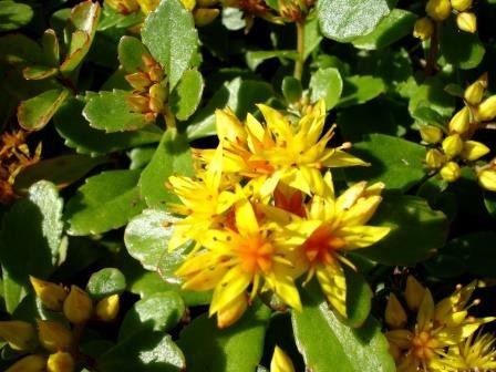 sedum.kamtschaticum.stjonuhnodri.thufuhnodri 2