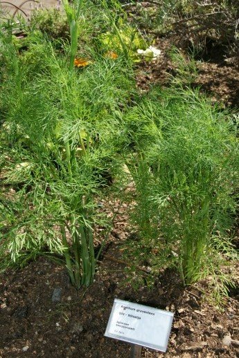 anethum.graveolens.dill.solselja 1