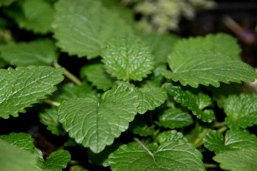 melissa.officinalis.sitronumelissa 4