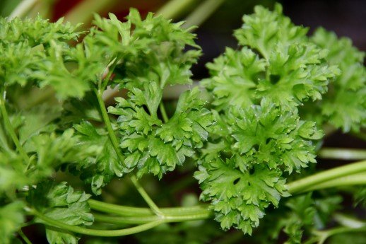 petroselinum.crispum.steinselja.persilja 5