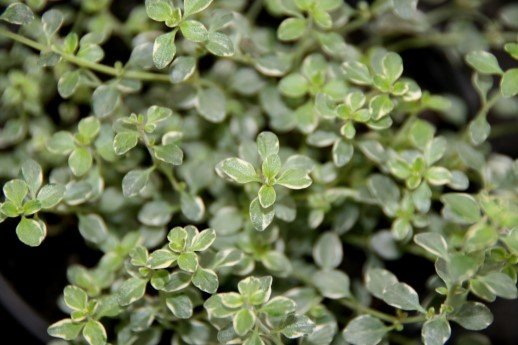 thymus.x.citriodorus.aureus.sitronublodberg.aureus 5