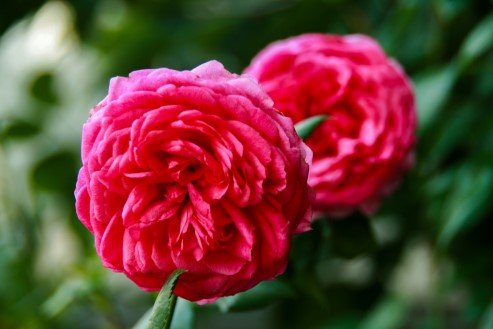 rosa.pepita.flower.circus 16