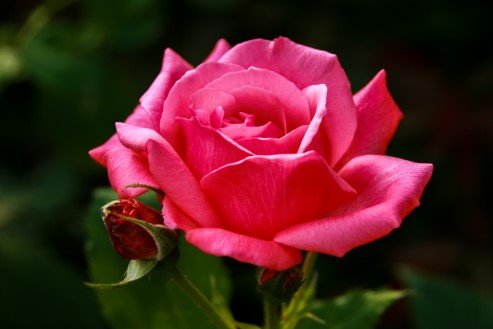 rosa.pernille.poulsen 14