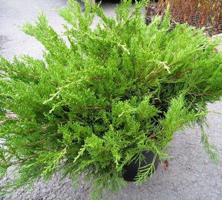 Jun.Mint_Julip_.jpg