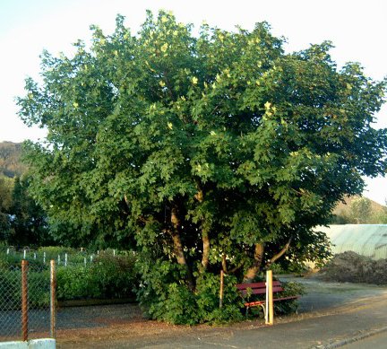 acer.pseudoplatanus.gardahlynur_4.jpg