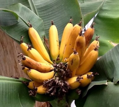bananar_11.jpg