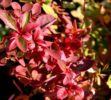 berberis.thunbergii.atropurpurea.solbroddur.atropurpurea_6.jpg