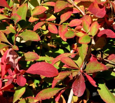 berberis.vernae.vorbroddur_10.jpg