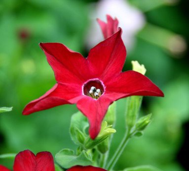 blomatobak.2.jpg