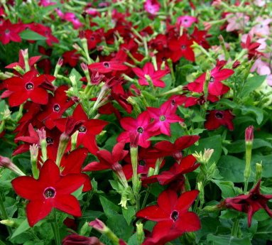 blomatobak.4.jpg