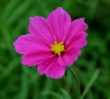 brudarstjarna.cosmea.jpg