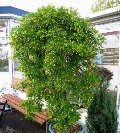 caragana.arborescens.pendula.hengikergi_1.jpg