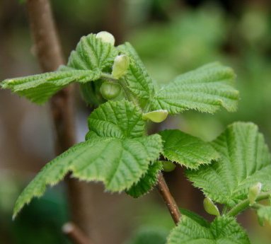 corylus.heslihneta_4.jpg