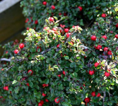 cotoneaster.adpressus.skridmispill_15.jpg