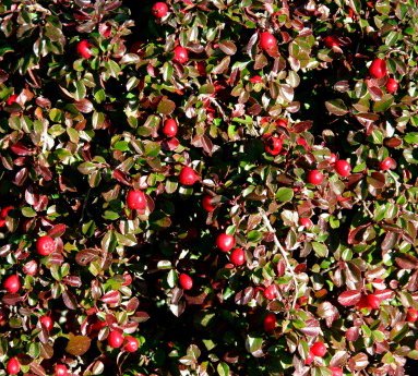 cotoneaster.adpressus.skridmispill_5.jpg