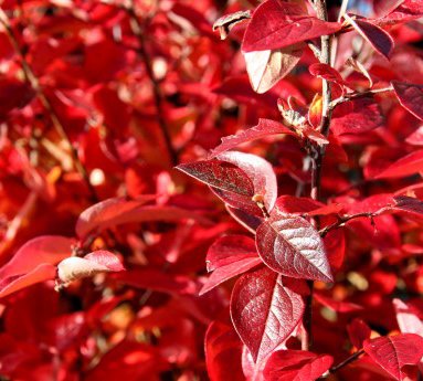 cotoneaster.nitens.gljamispill_1.jpg