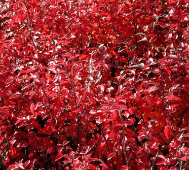 cotoneaster.nitens.gljamispill_14.jpg