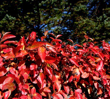cotoneaster.nitens.gljamispill_44.jpg