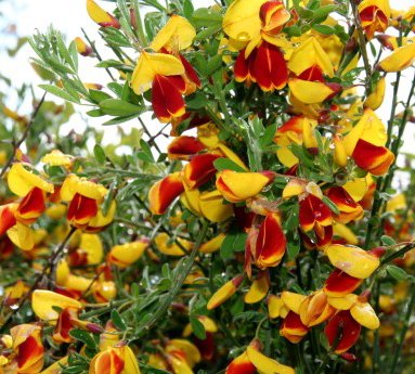 cytisus.andreanus.gullsopur.andreanus.2_3.jpg