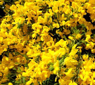 cytisus.x.beanii.osiris.geislasopur_3.jpg
