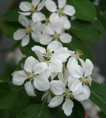 epli_127.jpg