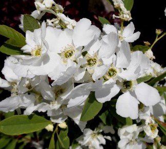 exochorda.racemosa.niagara_5.jpg