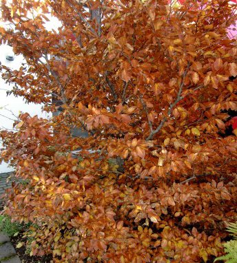 fagus.sylvatica.beyki_1.jpg