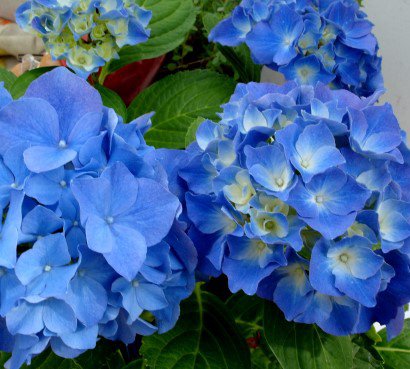 hortensia_2.jpg